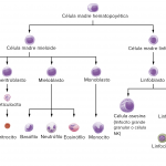 Célula madre hematopoyética