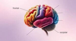 El lóbulo frontal desempeña un papel fundamental en funciones de alto nivel como la planificación, la toma de decisiones y el juicio, argumenta la ciencia.