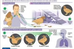 Como-se-transmite-la-gripe-aviar-a-los-humanos-